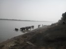 Buffalos and cows are going to swim across the river